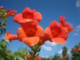 Campsis radicans. Цветки. Крым, Тарханкутский п-ов, пгт Черноморское, в культуре. 29.08.2012.