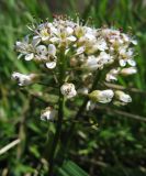 Noccaea caerulescens