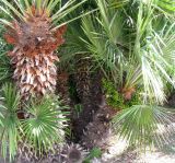 Chamaerops humilis. Культивируемые растения, одно из которых с незрелыми соплодиями. Франция, Лазурный Берег, г. Канны, сквер на набережной Круазет. 21.06.2012.