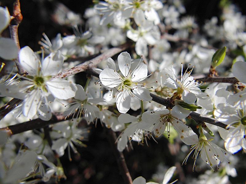 Изображение особи род Prunus.