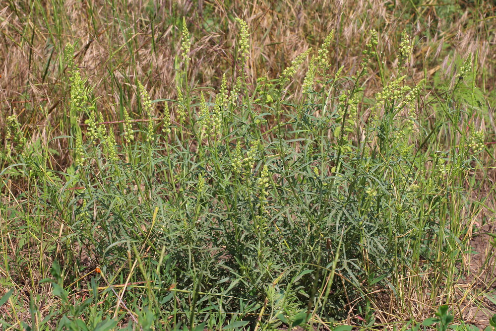 Изображение особи Reseda lutea.