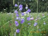 Campanula persicifolia