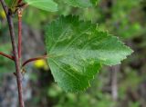 Betula pubescens