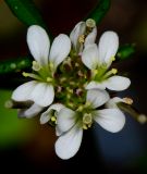 Cardamine hirsuta