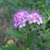 Spiraea japonica