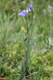 Linum jailicola