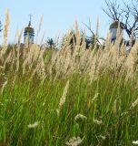 Calamagrostis epigeios