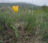 Tulipa suaveolens