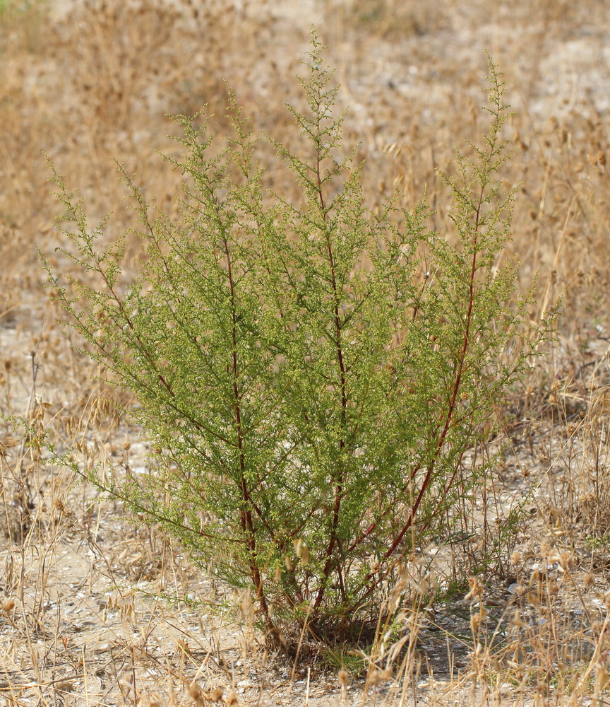 Изображение особи Artemisia scoparia.