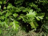 Crataegus monogyna