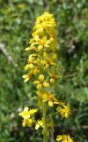 Ligularia heterophylla. Соцветие. Кыргызстан, Нарынская обл., левый берег р. Нарын, долина руч. Бурган-Суу. 11.07.2015.