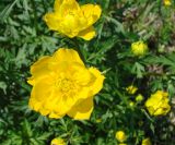 Trollius sibiricus