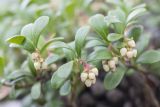 Arctostaphylos uva-ursi