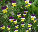 Viola tricolor