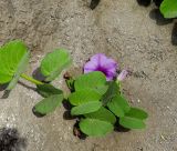 Ipomoea pes-caprae