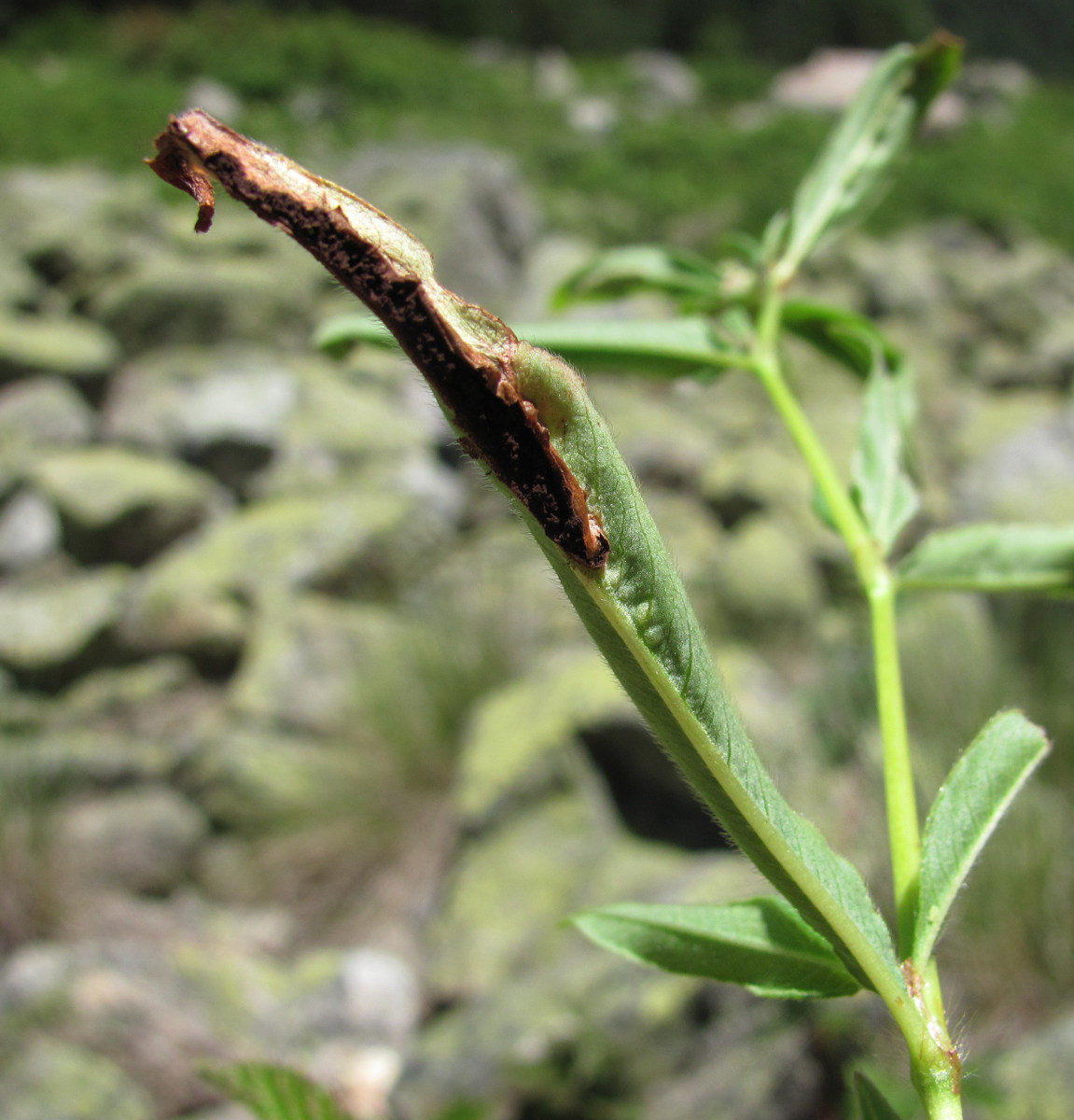 Изображение особи Aconogonon panjutinii.