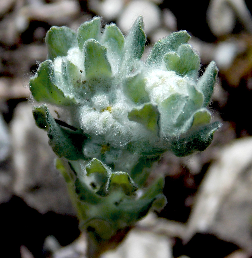 Изображение особи Bombycilaena erecta.