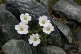 Cerastium lithospermifolium