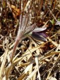 Pulsatilla cernua. Верхушка цветущего растения. Приморье, Партизанский р-н, травянистый склон сопки на морском побережье. 24.04.2016.