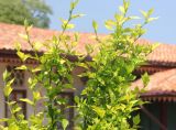 Hibiscus syriacus. Верхушки ветвей с молодыми побегами. Крым, г. Бахчисарай, парк Бахчисарайского дворца. 21 июня 2016 г.
