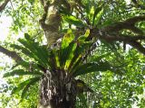 Asplenium nidus