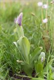 Orchis militaris. Расцветающие растения на разнотравном лугу. Ленинградская обл., Гатчинский р-н, окр. пос. Пудость, заброшенный травертиновый карьер. 11.06.2017.