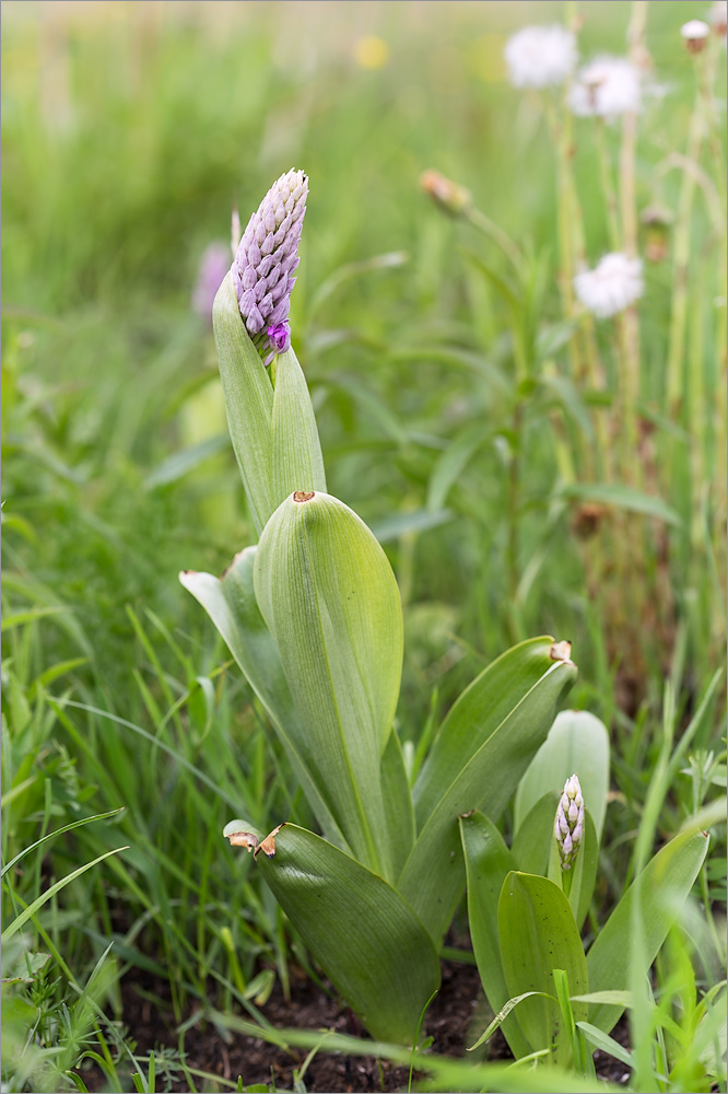 Изображение особи Orchis militaris.