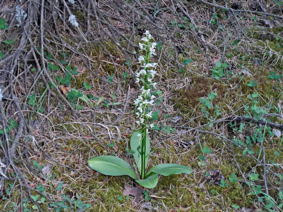 Изображение особи Platanthera chlorantha.