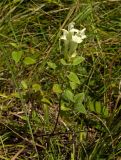 Scutellaria supina. Цветущий побег. Пермский край, Берёзовский р-н, долина р. Шаква ниже с. Рыжково, склон Татарской горы. 5 августа 2017 г.