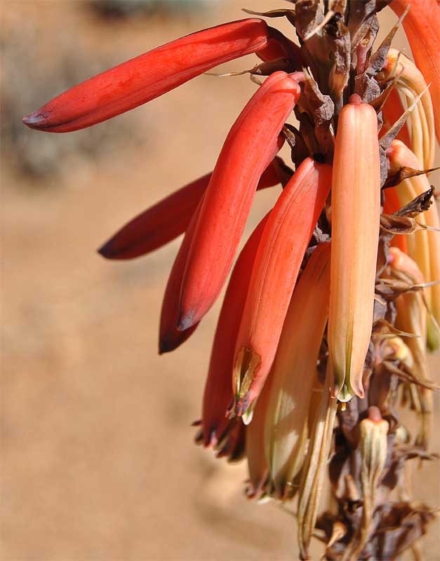 Изображение особи Aloe melanacantha.