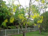 Cassia fistula