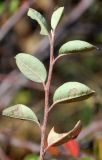 Cotoneaster insignis. Верхушка побега с листьями (видны нижние поверхности; нижний лист справа обкусан). Узбекистан, Ташкентская обл., зап. отр. Чаткальского хр., левый склон р. Галвасай, окр. кишлака Учтерак. 20.10.2012.