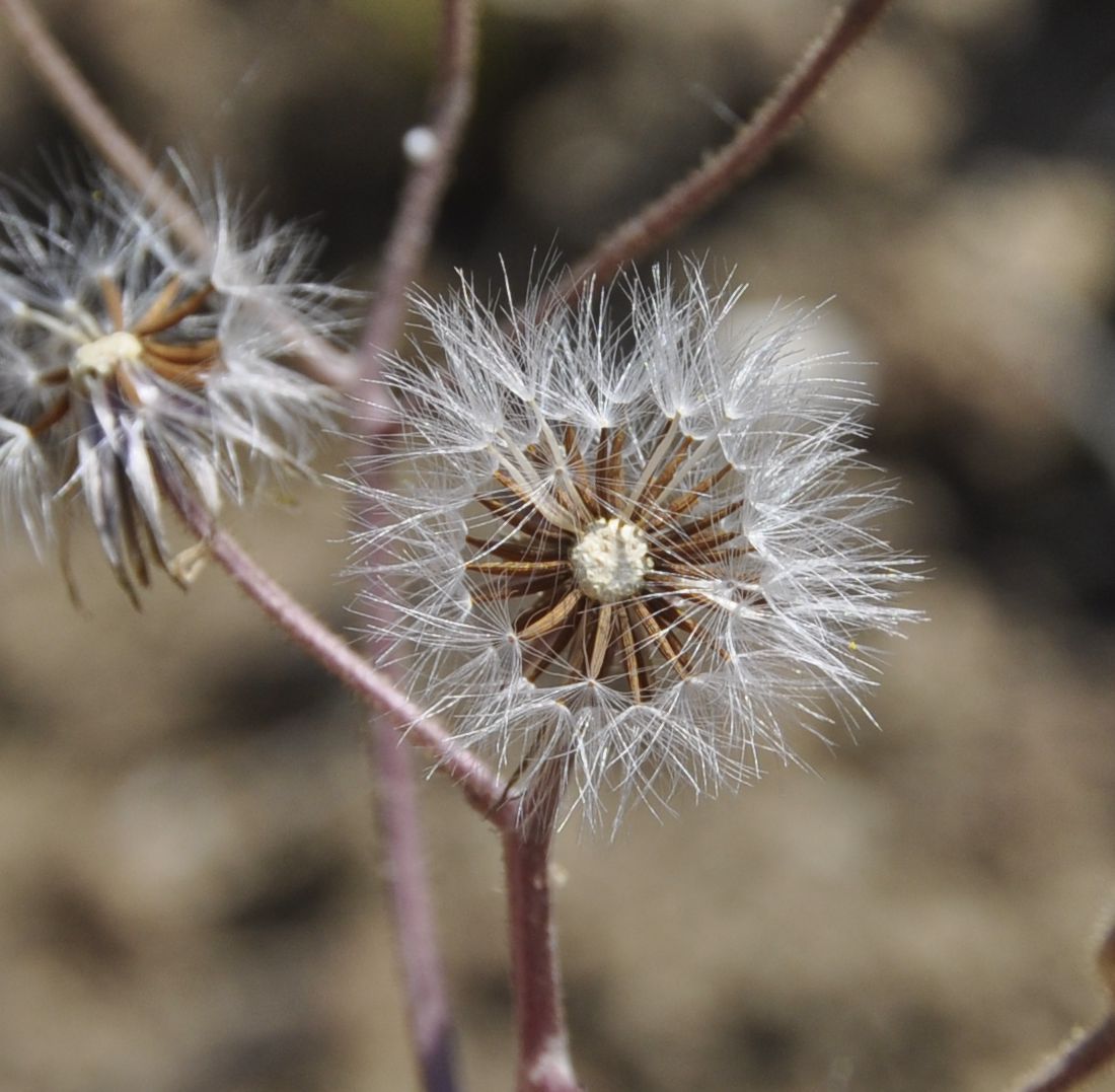 Изображение особи род Crepis.