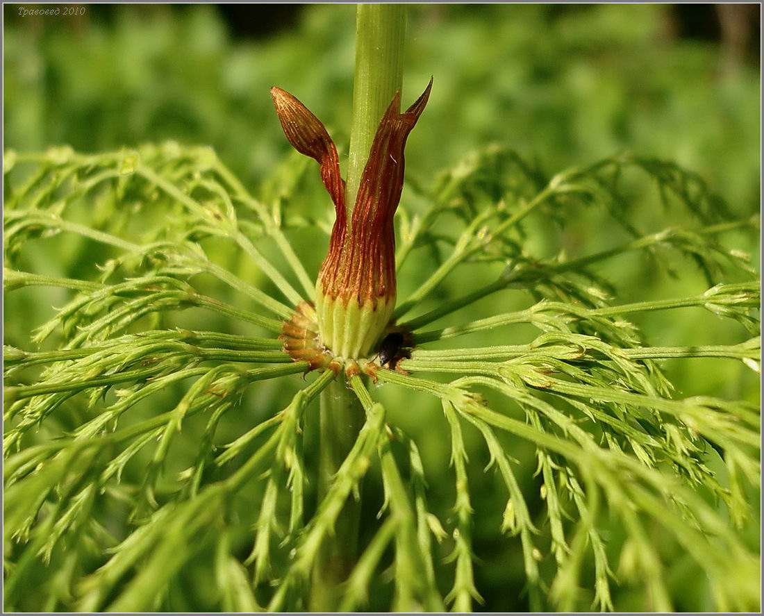 Изображение особи Equisetum sylvaticum.