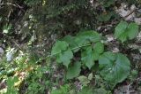 Valeriana tiliifolia