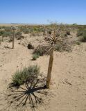 Ferula foetida