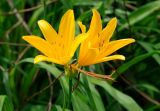 Hemerocallis middendorffii