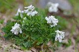 Corydalis conorhiza. Цветущее растение. Карачаево-Черкесия, Зеленчукский р-н, окр. пос. Архыз, хр. Абишира-Ахуба, спуск от оз. Лазурного к оз. Кяфар, 2670 м н.у.м., осыпь. 31.07.2018.