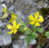 Ranunculus kykkoensis