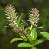 Salix myrsinites. Верхушка побега с завязавшимися плодами. Окр. г. Мурманска, влажная ложбина в кустарничково-лишайниковой тундре. 26.06.2010.