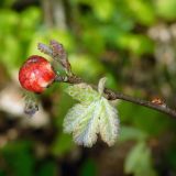 Quercus pubescens