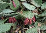 Opuntia tortispina