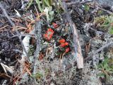 род Cladonia