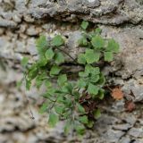 Asplenium ruta-muraria. Вегетирующее растение. Ростовская обл., Мясниковский р-н, окр. хут. Недвиговка, ур. Каменная балка, известняковая стена. 18.10.2019.