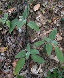 Salvia tomentosa