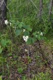 Rubus nessensis