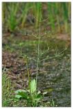 Alisma plantago-aquatica