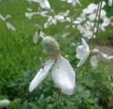 Anemone sylvestris