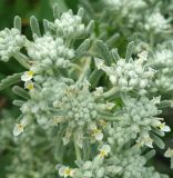 Teucrium capitatum