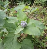 Arctium tomentosum